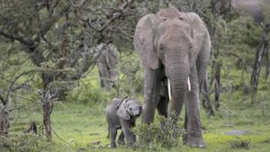 Small Elephant's poster