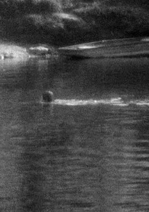 Swimming's poster