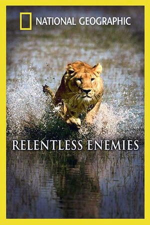 Relentless Enemies: Lions and Buffalo's poster