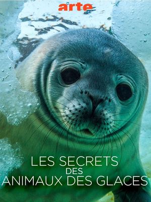 Les Secrets des Animaux des Glaces's poster