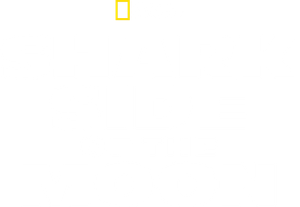 Shark Side of the Moon's poster