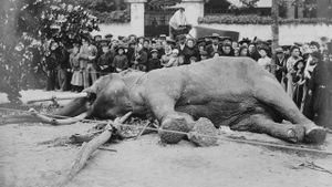 The Tragic Story of Fritz the Elephant's poster