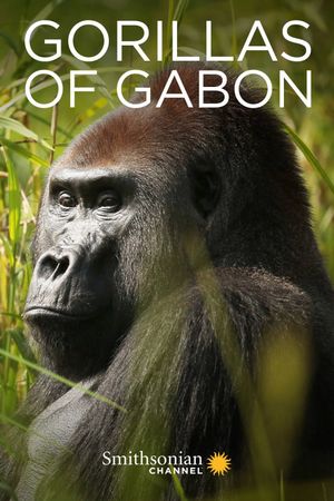 Gorillas of Gabon's poster