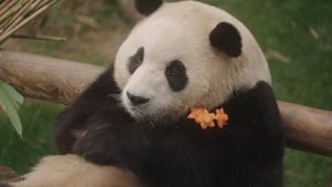 My Dearest Fu Bao's poster