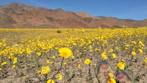 National Parks Exploration Series: Death Valley's poster