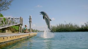 Dolphin Kick's poster