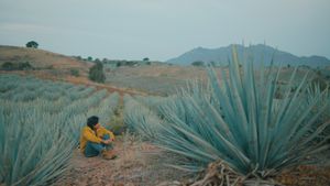 Agaves al Alba's poster