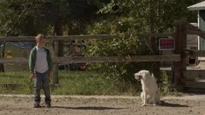 The Stray's poster