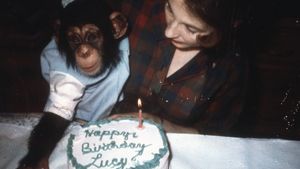 Lucy the Human Chimp's poster