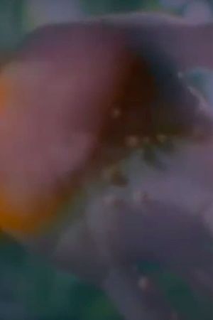 Birth's poster