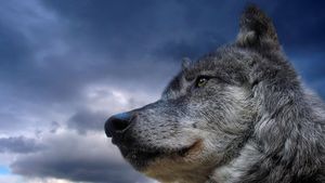 Never Cry Wolf's poster
