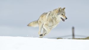 L'Odyssée du Loup's poster