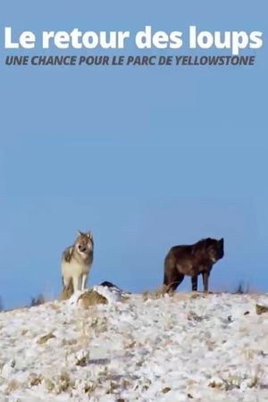 The Return of the Wolves: The Miracle in Yellowstone National Park's poster