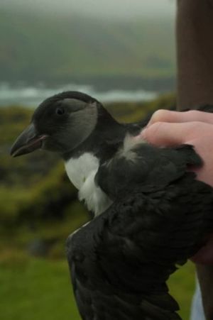 Puffling's poster