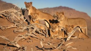 Desert Warriors: Lions of the Namib's poster