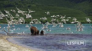 Kamchatka Bears. Life Begins's poster