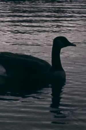 Fowl Play's poster