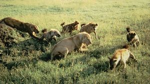 Eternal Enemies: Lions and Hyenas's poster