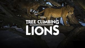 Tree Climbing Lions's poster