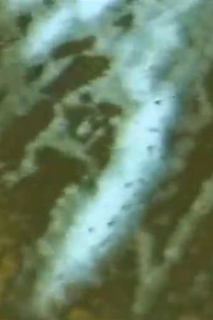 Cetacean's poster