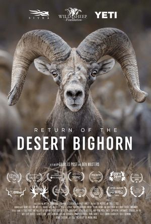 Return of the Desert Bighorn's poster