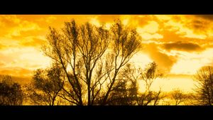 Autumn Leaves 4K's poster