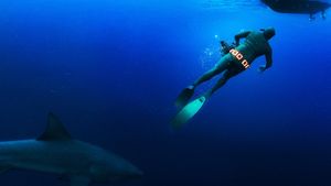 Secrets of the Bull Shark's poster