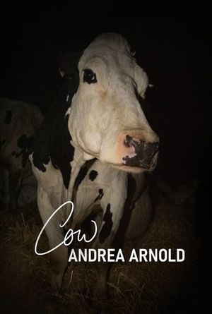 Cow's poster