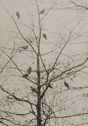 The Aviary's poster