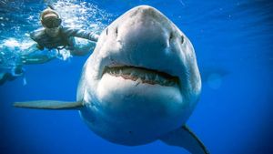 Saving Jaws's poster