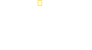 Baby Sharks's poster