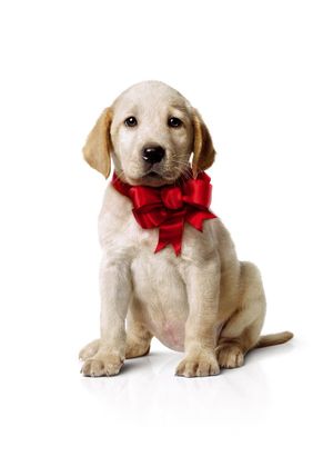 Marley & Me's poster