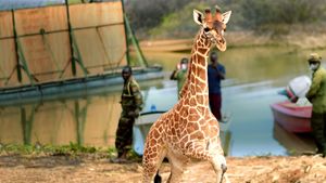 Saving Giraffes: The Long Journey Home's poster