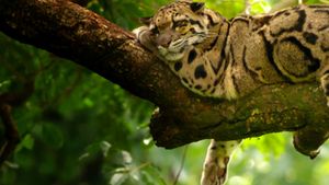 India's Wild Leopards's poster