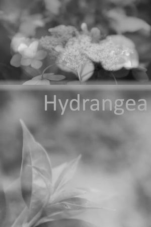 Hydrangea's poster