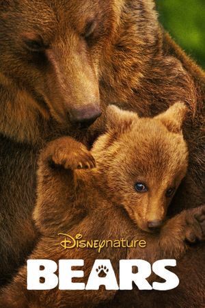 Bears's poster
