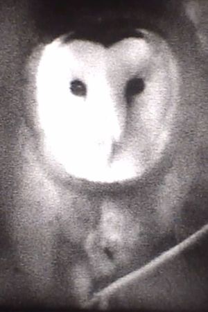 Owl's poster