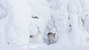 A Reindeer's Journey's poster