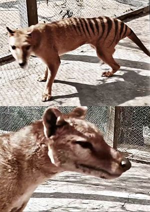 Tasmanian Tiger in Colour's poster