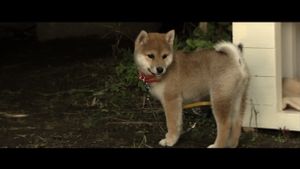 Happy Together: All About My Dog's poster