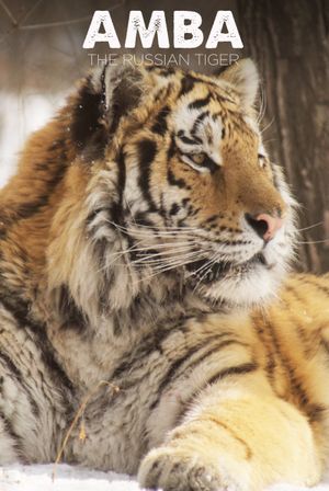 Amba: The Russian Tiger's poster