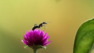 Fabulous Insects - Ants's poster