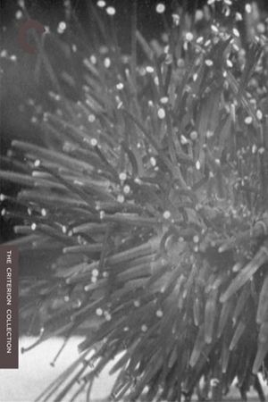 Sea Urchins's poster