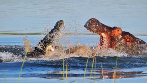 Hippo vs Croc's poster