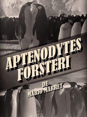 Aptenodytes Forsteri's poster