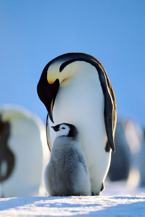 Penguins: Life on the Edge's poster