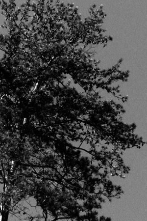 The Sound of Trees's poster