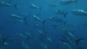 Superfish: Bluefin Tuna's poster