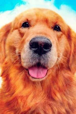 My Heart Puppy's poster