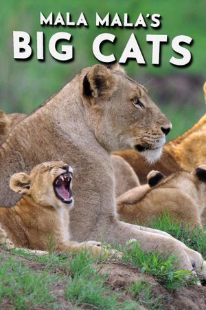 Mala Mala's Big Cats's poster